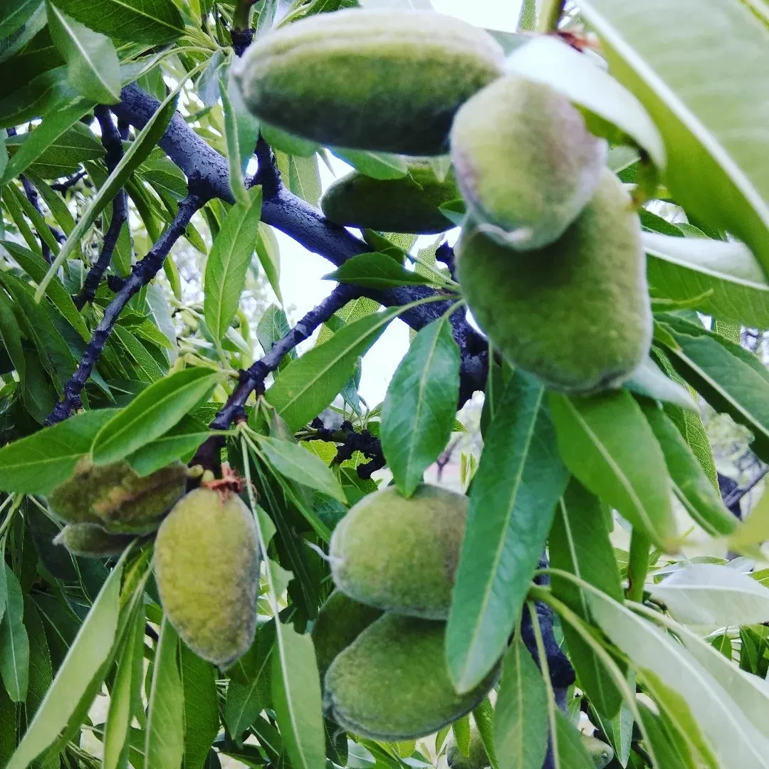 Poda de almendros