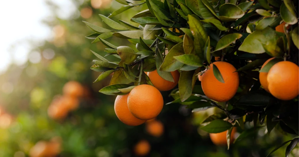 Cómo podar un naranjo para que produzca más